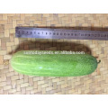 Suntoday green vegetable power hybrid F1 Plantador orgánico para semillas de pepino de invernadero